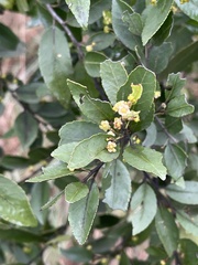 Maytenus peduncularis