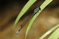 Pseudagrion salisburyense
