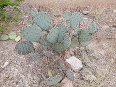 Opuntia azurea