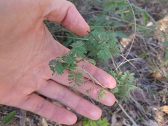 Desmanthus velutinus