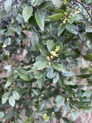 Maytenus peduncularis