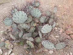 Opuntia azurea