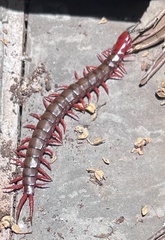 Cormocephalus nitidus