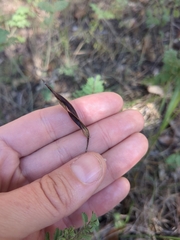Desmanthus velutinus