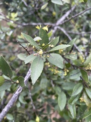 Maytenus peduncularis