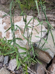 Funastrum heterophyllum