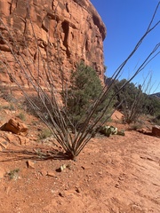 Fouquieria splendens splendens