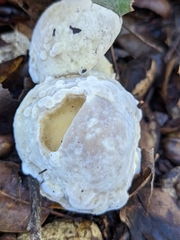Hypomyces microspermus