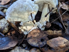 Hypomyces microspermus