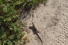 Lacerta agilis exigua