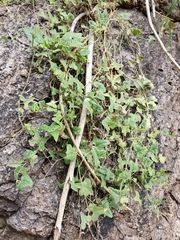 Aristolochia wrightii
