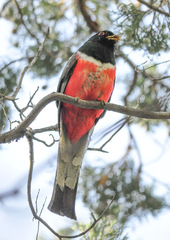 Trogon elegans