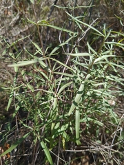 Oenothera berlandieri