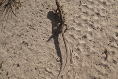 Lacerta agilis exigua