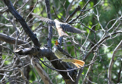 Myiodynastes luteiventris