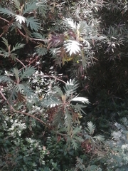 Bocconia arborea