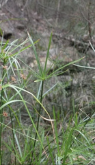 Cyperus vaginatus