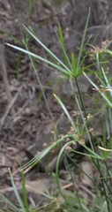 Cyperus vaginatus