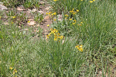 Senecio integerrimus exaltatus