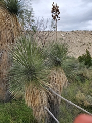 Yucca elata