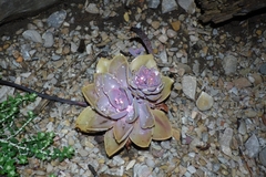 Echeveria gibbiflora × potosina