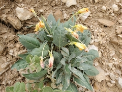 Oenothera brachycarpa