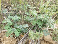 Pomaria melanosticta