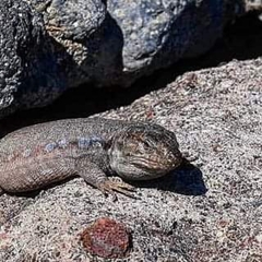 Gallotia galloti galloti