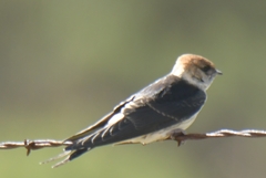 Cecropis cucullata