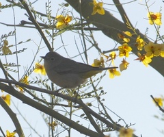 Leiothlypis virginiae