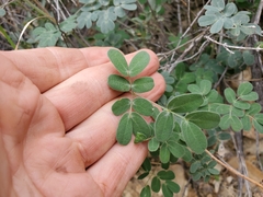 Pomaria melanosticta