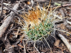 Echinofossulocactus