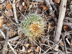 Echinofossulocactus