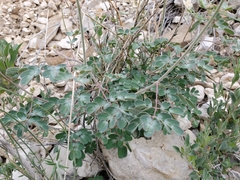 Pomaria melanosticta