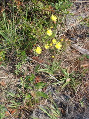 Hieracium megacephalon