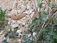 Pomaria melanosticta