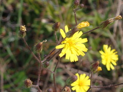 Hieracium megacephalon