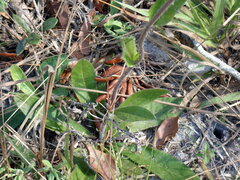 Hieracium megacephalon