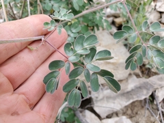 Pomaria melanosticta