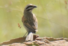 Emberiza capensis