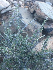 Condalia ericoides