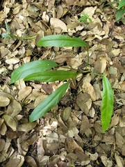 Anthurium crenatum