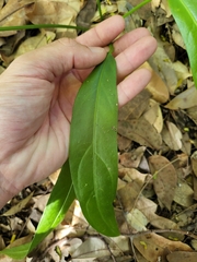 Anthurium crenatum