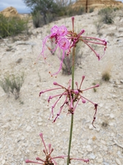 Anulocaulis leiosolenus