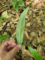 Anthurium crenatum