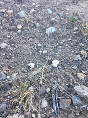 Scleropogon brevifolius