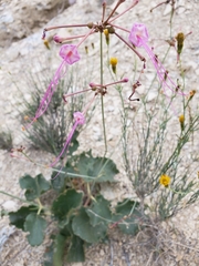 Anulocaulis leiosolenus