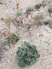 Anulocaulis leiosolenus