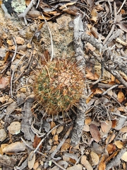 Coryphantha