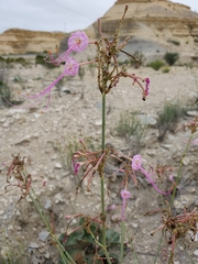 Anulocaulis leiosolenus
